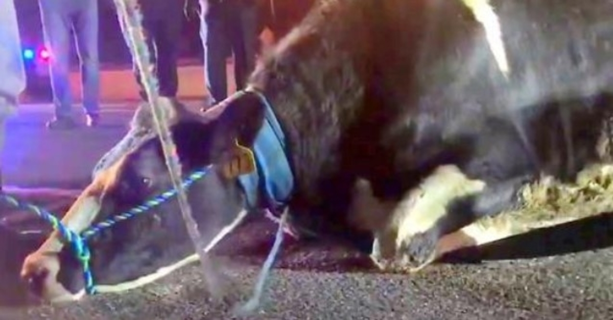 Steona krava očajnički pokušava spasiti bebu, skače s kamiona na putu do klaonice