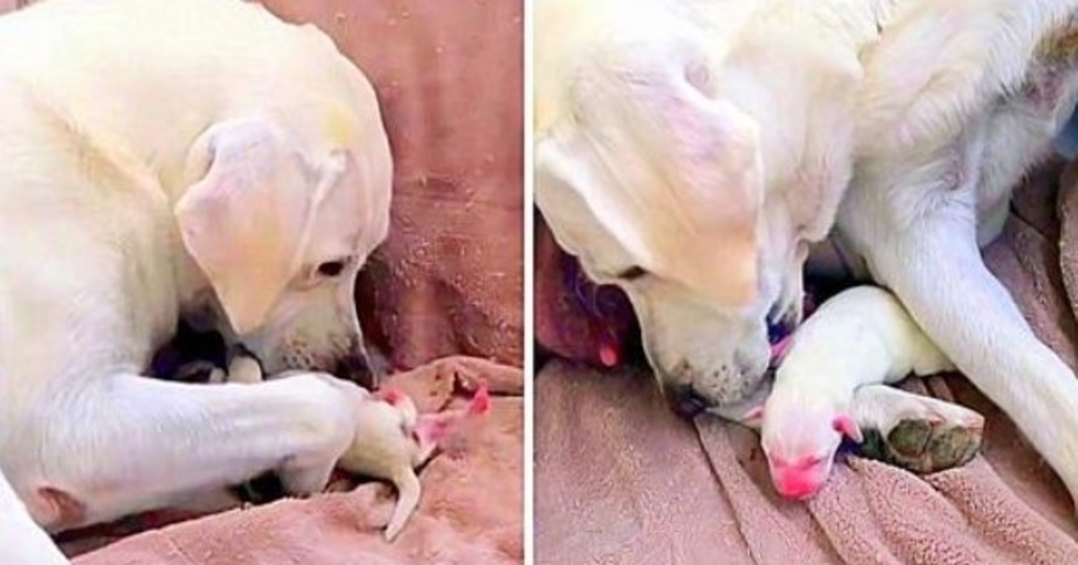 Mama Dog očajnički pokušava spasiti svoje najslabije štene i bijeg svog legla