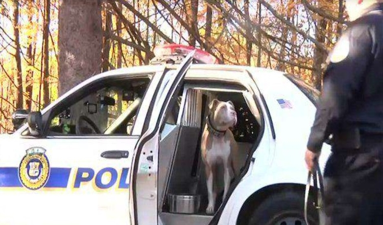 Prvi policijski pas Pit Bull u New Yorku ruši stereotipe za svoju pasminu