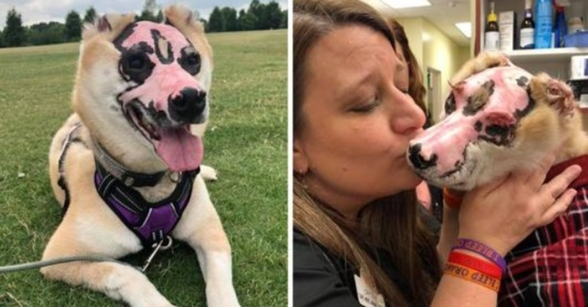 Shiba Inu koji je preživio požar u kući postaje terapijski pas za žrtve opeklina