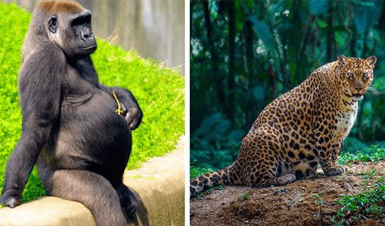 10 prekrasnih mama iz životinjskog carstva koje ponosno pokazuju svoju trudnoću