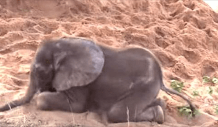 Bolesno mladunče slona umiralo je nakon što ga je krdo odbacilo, postao mu je nevjerojatan prijatelj