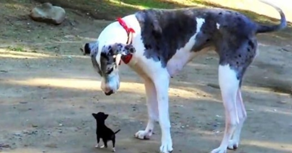 Sićušni psić bježi iz skloništa i pokušava se sprijateljiti s velikim psom