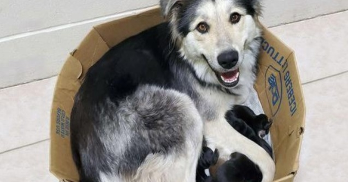 Mama pas i njezinih 9 štenaca pronađeni napušteni i zatvoreni u kutiji kako ne bi mogli pobjeći