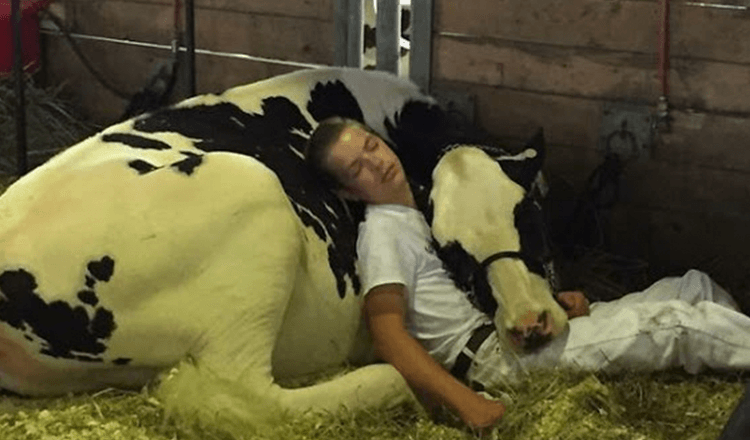 Umorni dječak i njegova krava izgubili su na sajmu mliječnih proizvoda, zaspali i osvojili internet
