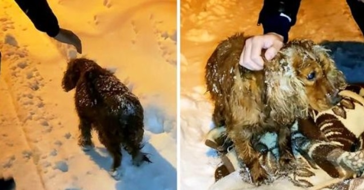 Pas ostavljen da ugine vani u snijegu posljednjim snagama hoda niz cestu