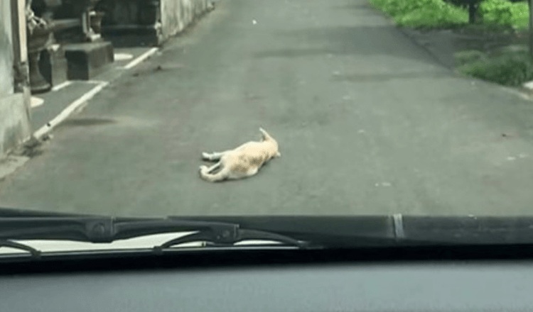 Auto zaustavlja psa koji nepomično leži nasred ceste