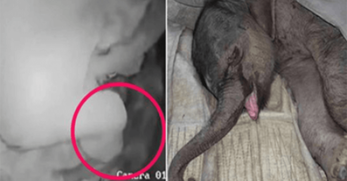 Majka je napala novorođenog slona i odbacila ga; Plače pet sati