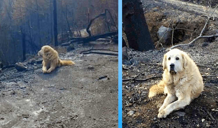 Obitelj se vraća kući mjesec dana nakon požara i pronalazi svog psa kako ih čeka