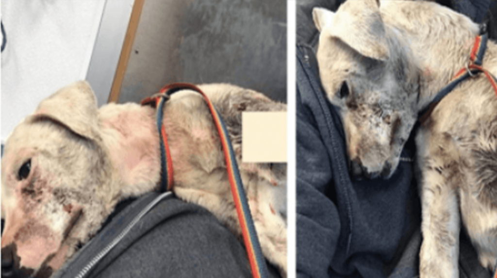 Teško ozlijeđeni pas dovukao se do Joggera koji ju je pronašao