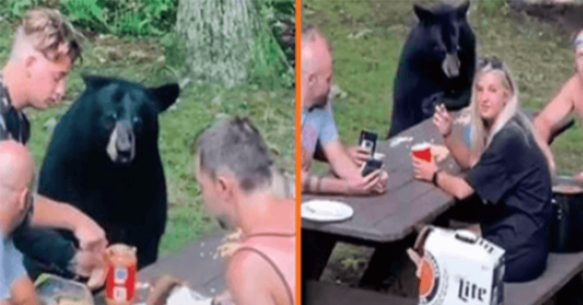 Divlji crni medvjed pridružuje se obiteljskom pikniku i traži PB&J sendviče
