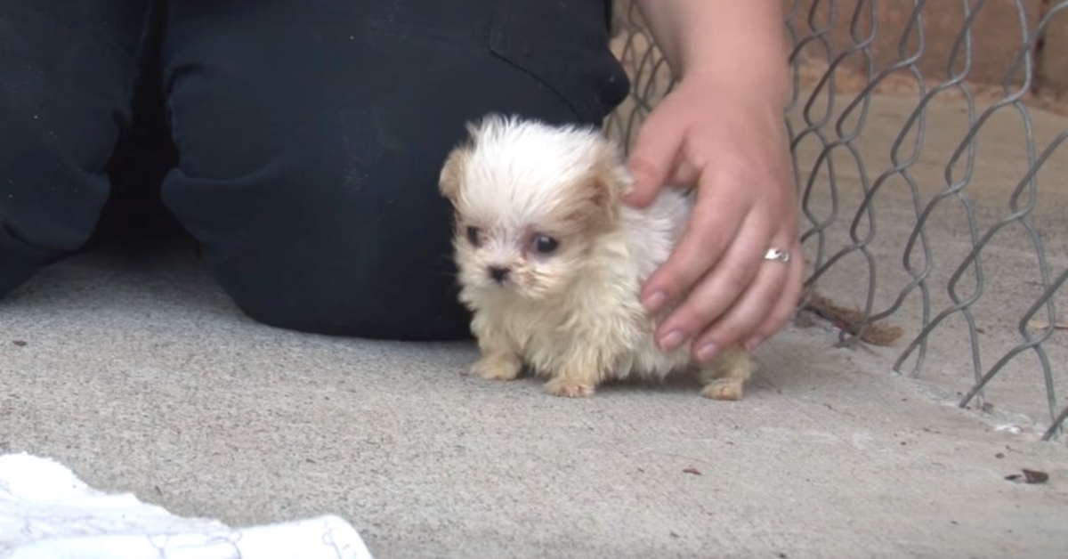Pas spašen iz Puppy Milla predstavljen je prijatelju kako bi označio ‘novi početak’