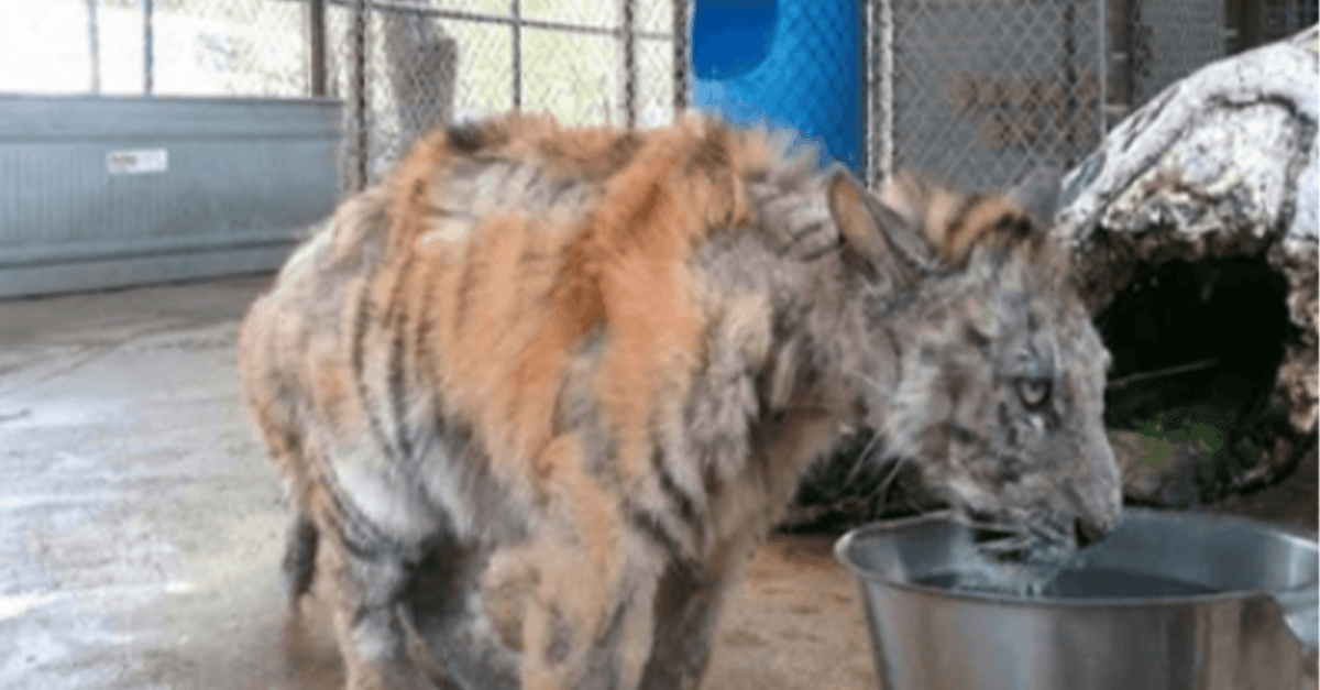 Zanemareno mladunče tigra spašeno iz cirkusa, nevjerojatno se oporavilo