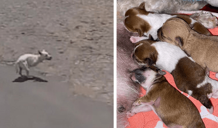 Pas je plakao blizu plaže tražeći pozornost nadajući se da će joj netko pomoći s njezinim tek rođenim štencima