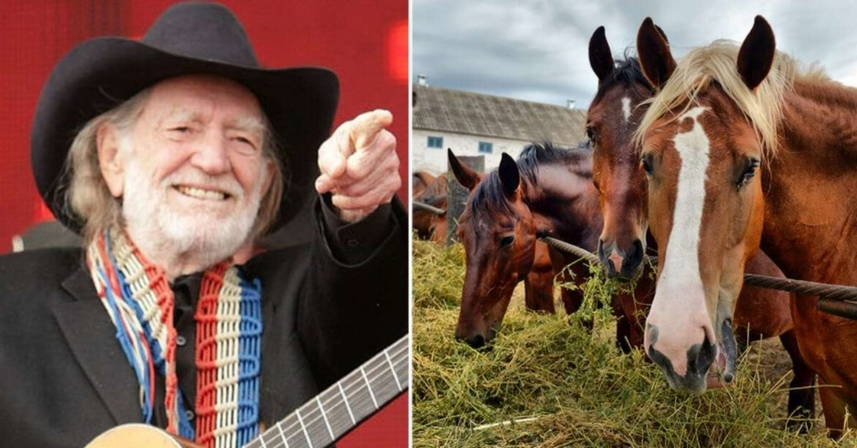 Willie Nelson spasio je 70 konja iz klaonice kako bi ih pustio da slobodno šetaju na svom teksaškom ranču