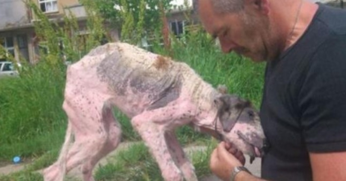 Čovjek ulaže posljednji napor da spasi uličnog psa na rubu smrti