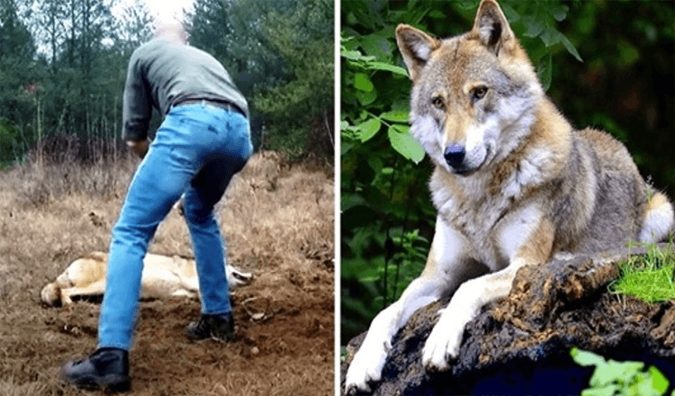 Čovjek spašava umiruću vučicu i njezine mladunce, godinama kasnije vuk mu uzvraća uslugu