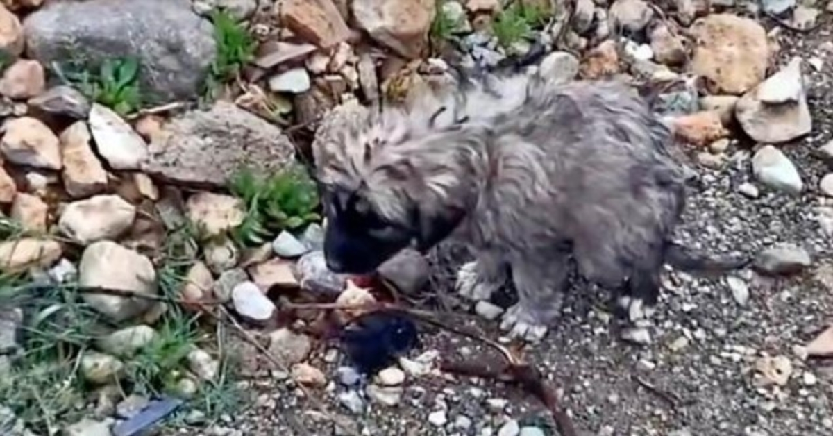 Nakon što je njegovu majku udario auto, danima je drhtao na istom mjestu nadajući se da će se vratiti