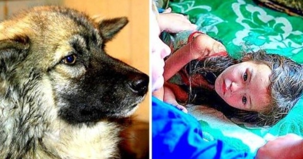 Vjerni pas izgubljeni trogodišnjak ostao živ 12 dana u divljoj sibirskoj divljini