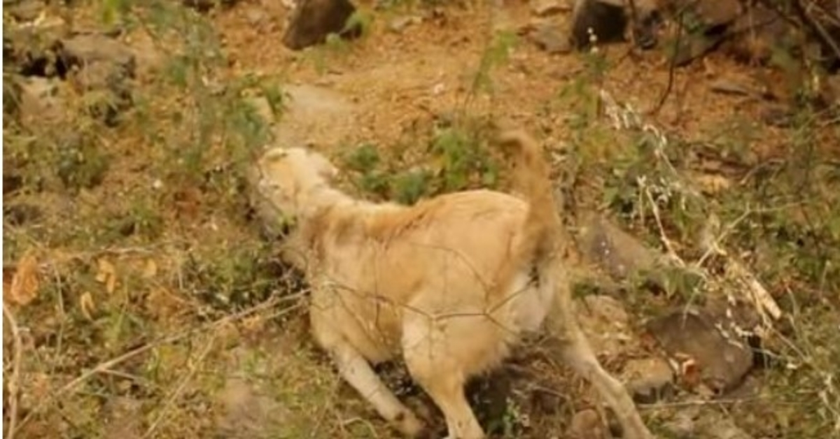 Trudni pas koji je žrtva udarca i bijega ostavljen boreći se u grmlju