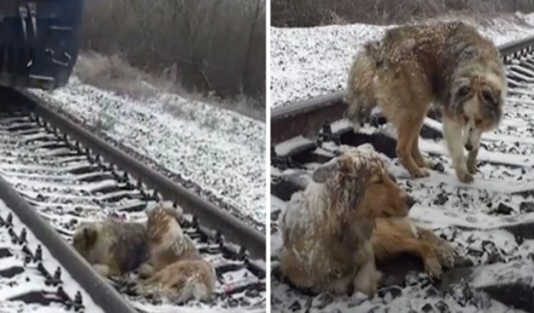 Ozlijeđeni pas zapeo je na pruzi 2 dana zaštićen odanim bratom koji je odbio otići