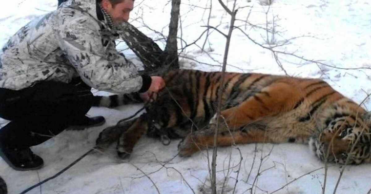 Divlji tigar je došao tražiti pomoć da mu se skine omča oko vrata