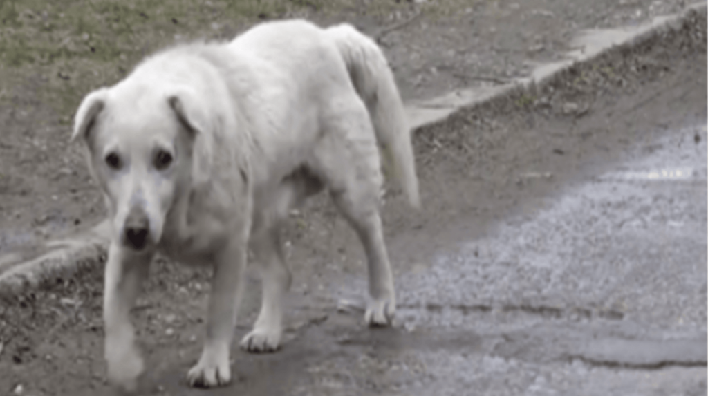 Pas ostao slomljenog srca nakon ponovnog susreta s vlasnikom koji ga više nije želio