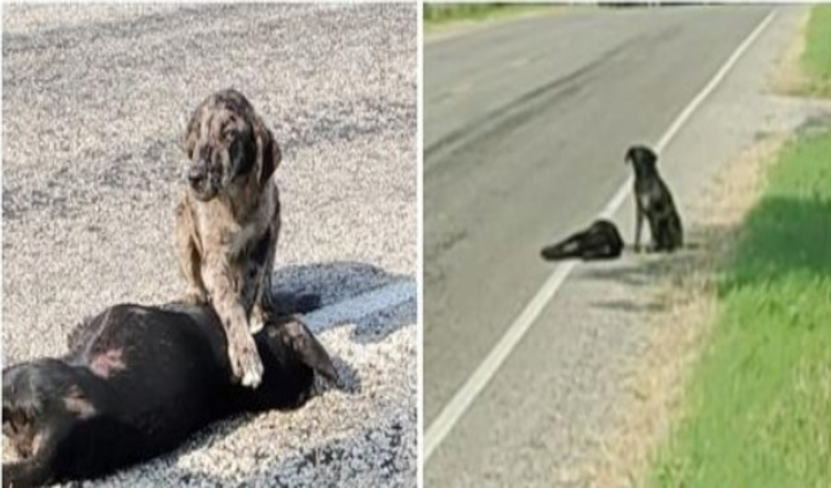 Zaštitnički nastrojeni Veliki brat čeka da se njegova sestra probudi nakon što je udari auto u nju