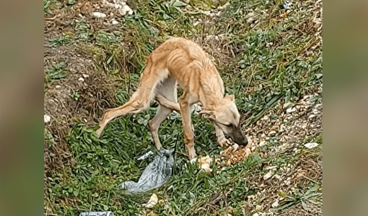 Pronašao je preplašenog psa koji nimalo ne vjeruje ljudima i jako je tužan