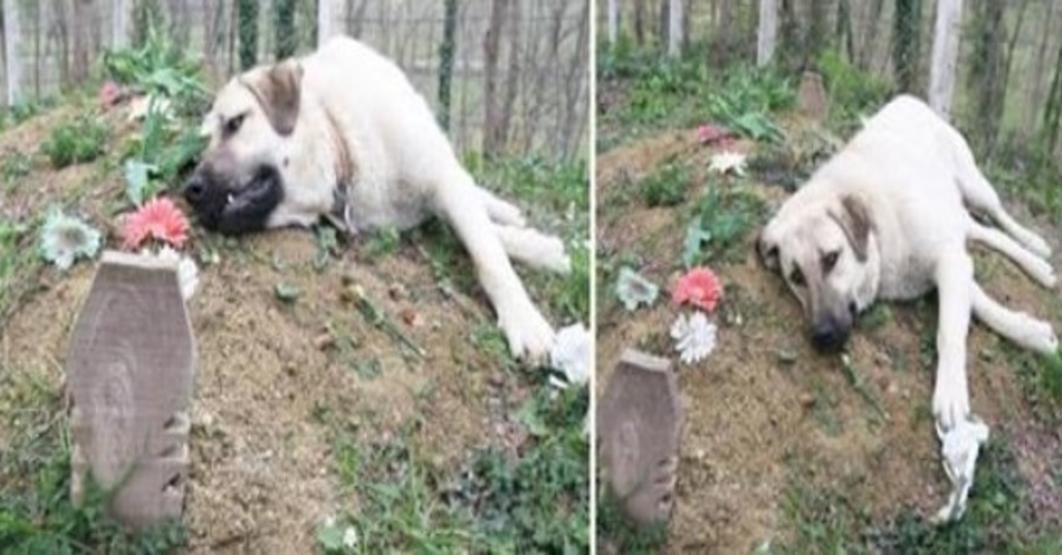 Ovaj pas ‘slomljenog srca’ svakodnevno je bježao od kuće kako bi posjetio grob svog mrtvog vlasnika