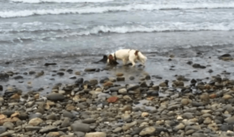 Pas otkrije blizu ruba oceana, odbija se pomaknuti dok vlasnik ne pomogne