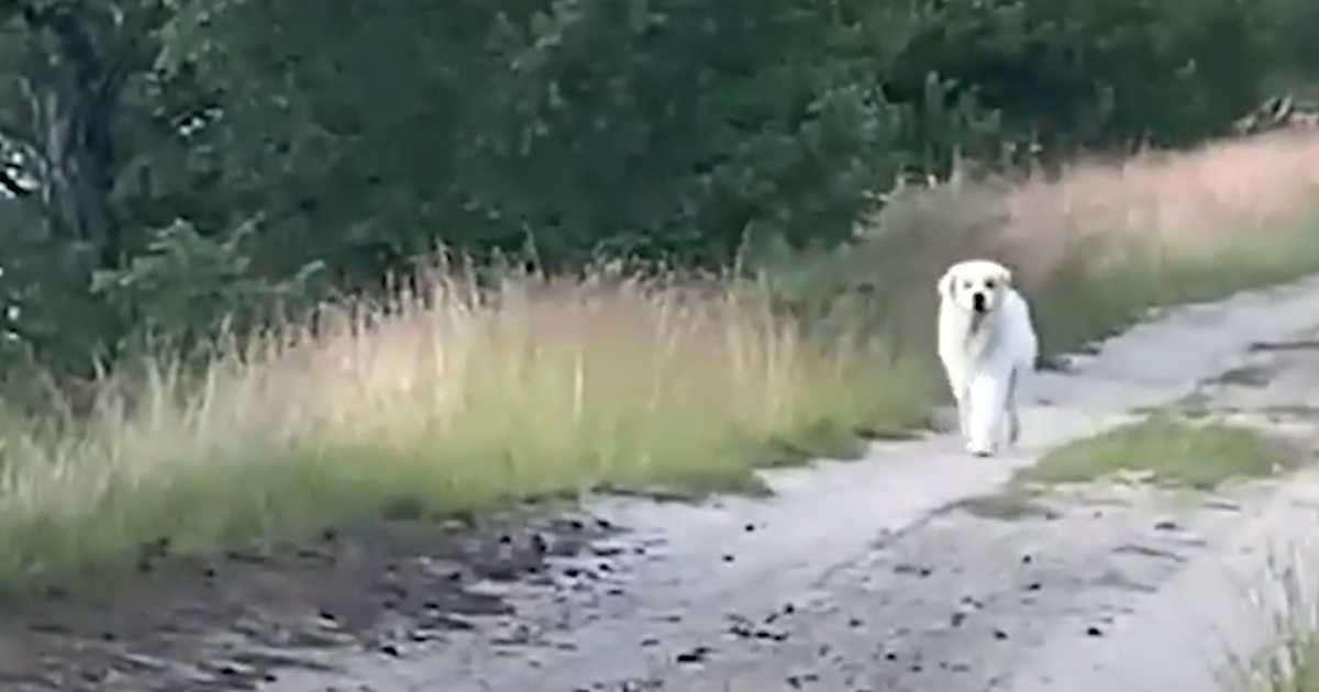 Gube nadu da će pronaći svog ljubimca kada se veliki bijeli pas pojavi na cesti