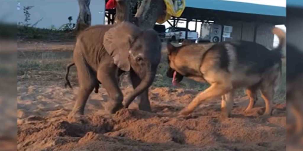 Forelorn Baby Elephant izbačen iz stada zbog bolesti upoznaje psa koji mijenja sve