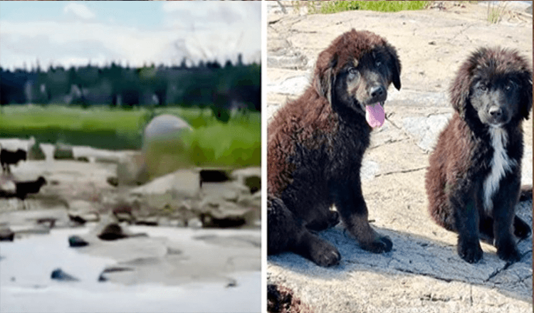 Nautičar pronalazi sedam napuštenih štenaca na pustom otoku koji plaču od gladi