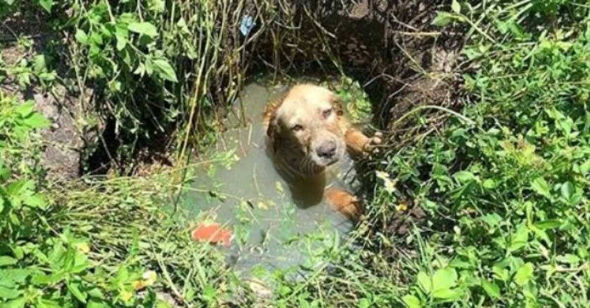 Policajac pomaže spasiti psića od utapanja, a zatim mu odlučuje postati tata