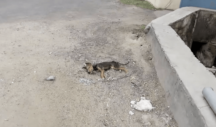 Umirući psić maše repom dok se spasioci približavaju