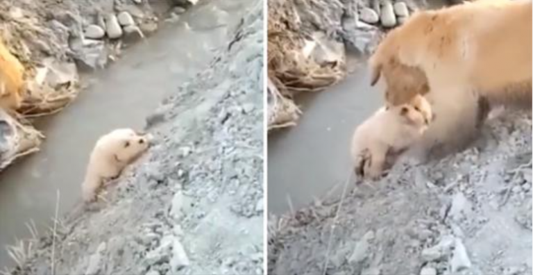 Mama pas spašava svog psića od pada u jarak. Neustrašivo je djelovala kako bi mu pomogla