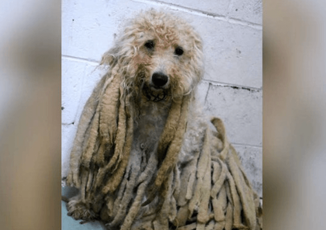 Pudlica prekrivena prljavim dreadlocksima oslobođena kilograma dlake