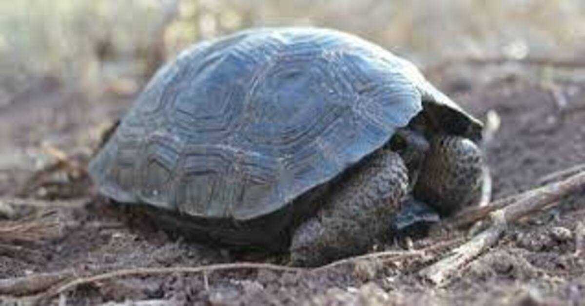 Mladunci kornjače rođeni na otoku Galapagosu prvi put nakon stotinu godina