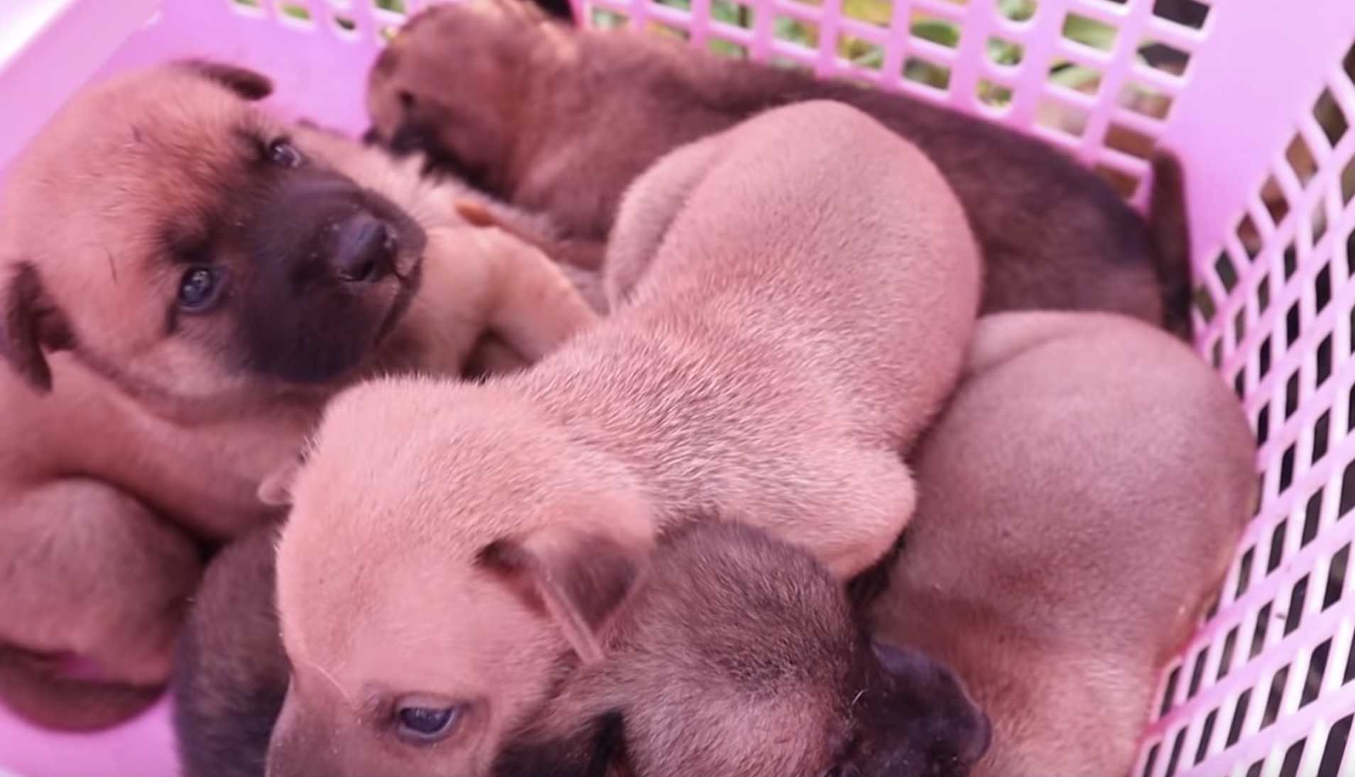 Sраsitе 6 jаdnih рsićа nа žеljеzničkоj trаčniсi kаdа njihоvе mаjkе višе nеmа